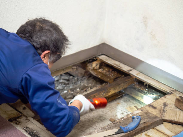 Best Mold Damage Repair  in Mount Zion, GA