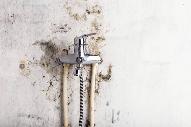 Best Fast Mold Removal  in Mount Zion, GA