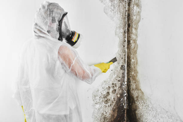 Best Professional Mold Removal  in Mount Zion, GA