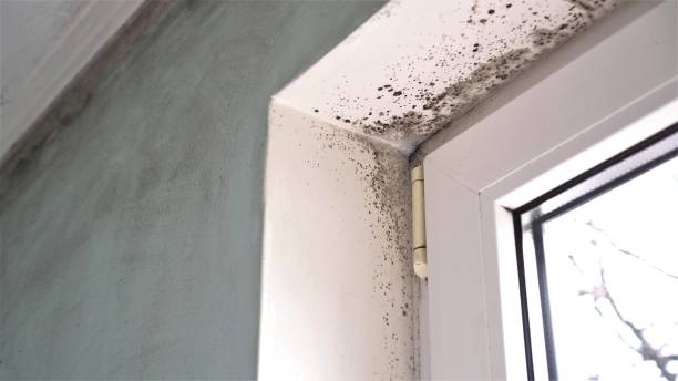 Best Mold Damage Repair  in Mount Zion, GA