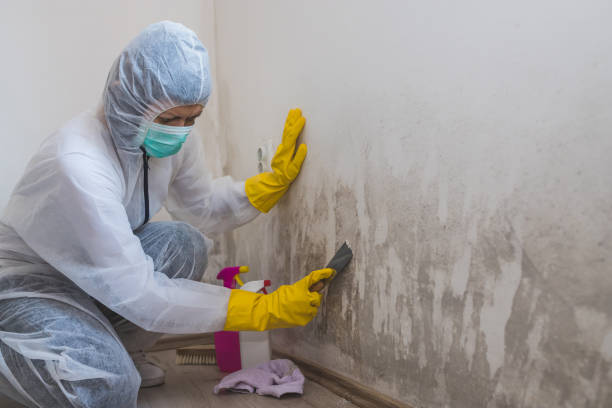 Professional Mold Removal in Mount Zion, GA