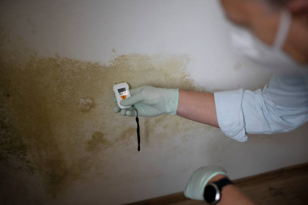 Best Residential Mold Removal  in Mount Zion, GA