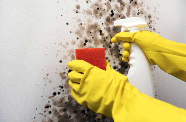 Best Mold Testing  in Mount Zion, GA