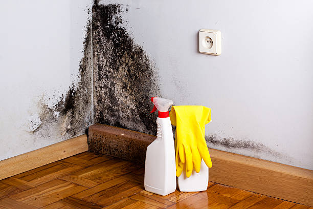 Best Attic Mold Removal  in Mount Zion, GA