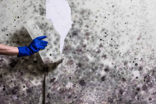 Best Mold Removal Company Near Me  in Mount Zion, GA