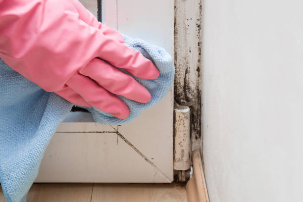 Best Local Mold Removal Service  in Mount Zion, GA
